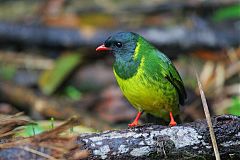 Green-and-black Fruiteater